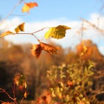 Fall in Maryland, Centennial Park Ellicott City MD photographed by Travel Photographer Armenyl.com