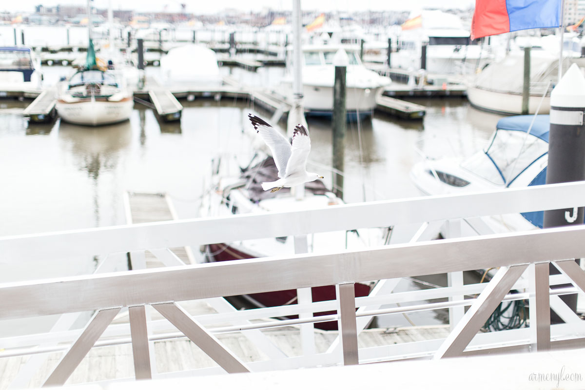 Boats and Birds Downtown Baltimore's inner harbor city Maryland USA photographed by Armenyl.com