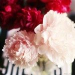 Peonies at my desk ,flowers and color by Armenyl.com