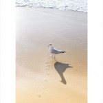 Birds at the beach beautiful light photography by Armeny.com