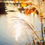 Fall in Maryland, Centennial Park Ellicott City MD photographed by Travel Photographer Armenyl.com