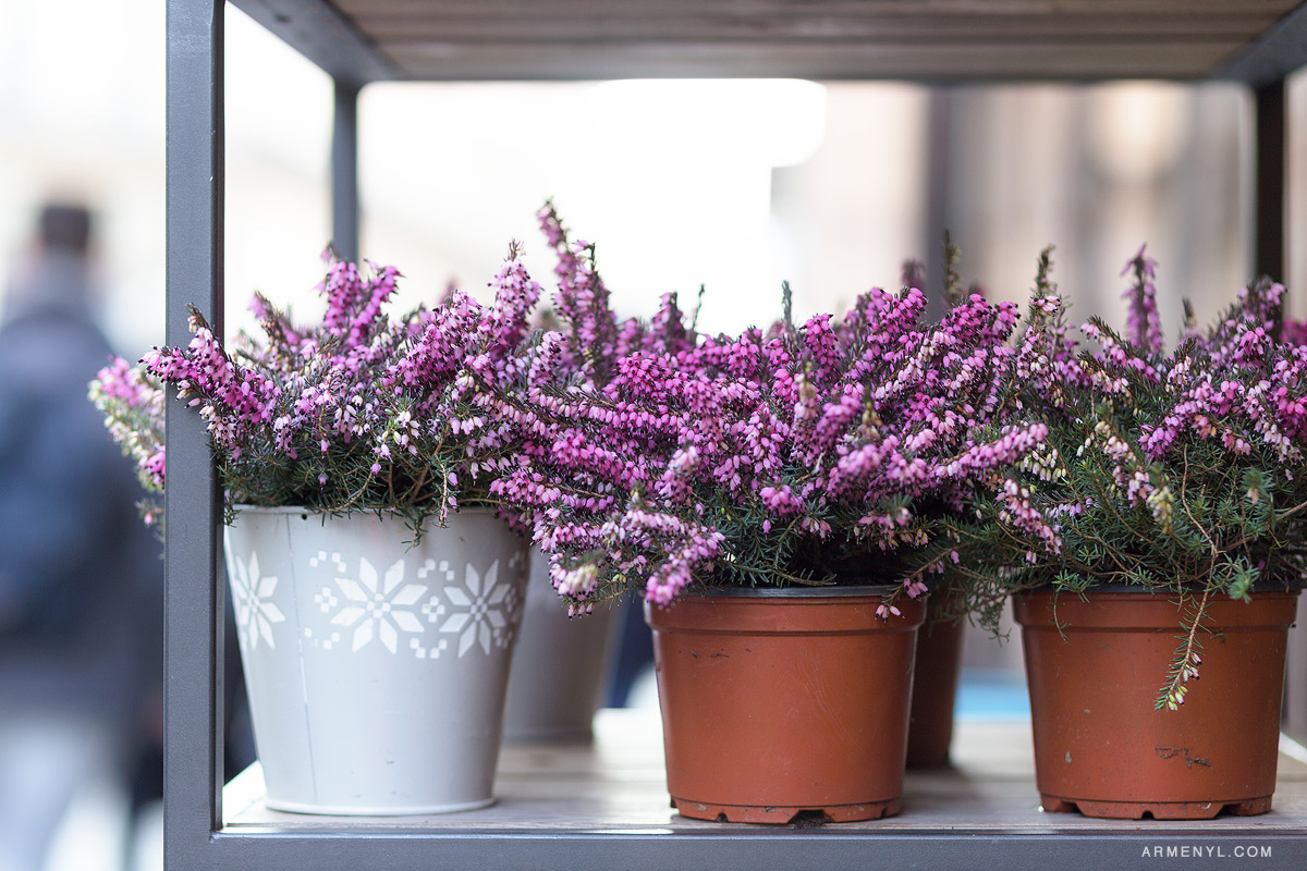 Flower pots in Flower Market in Paris photographed by fashion and lifestyle photographer Armenyl.com