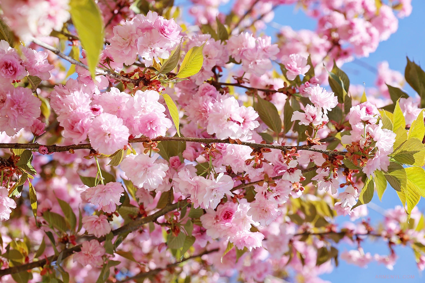 Spring cherry blossoms photographed by Armenyl.com