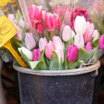 Paris Flower Market Tulips