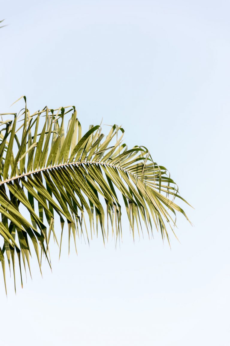 Palm Branch in Ghana photo by Armenyl.com