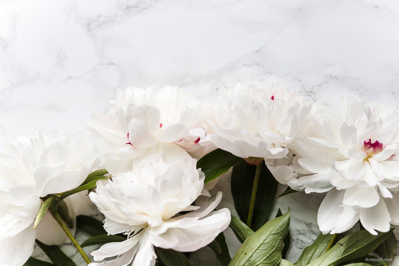 White Peony Flower photographed by Armenyl.com