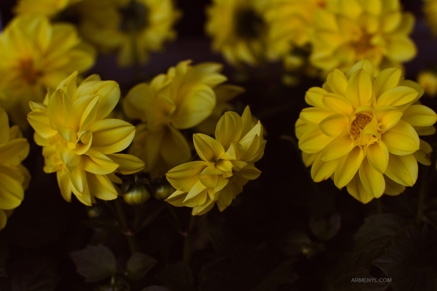 Flowers by Armenyl Photography