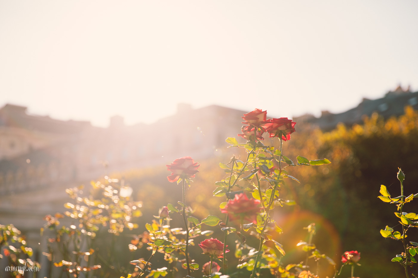Rose Garden Garden de Palais Royal Photography by Armenyl