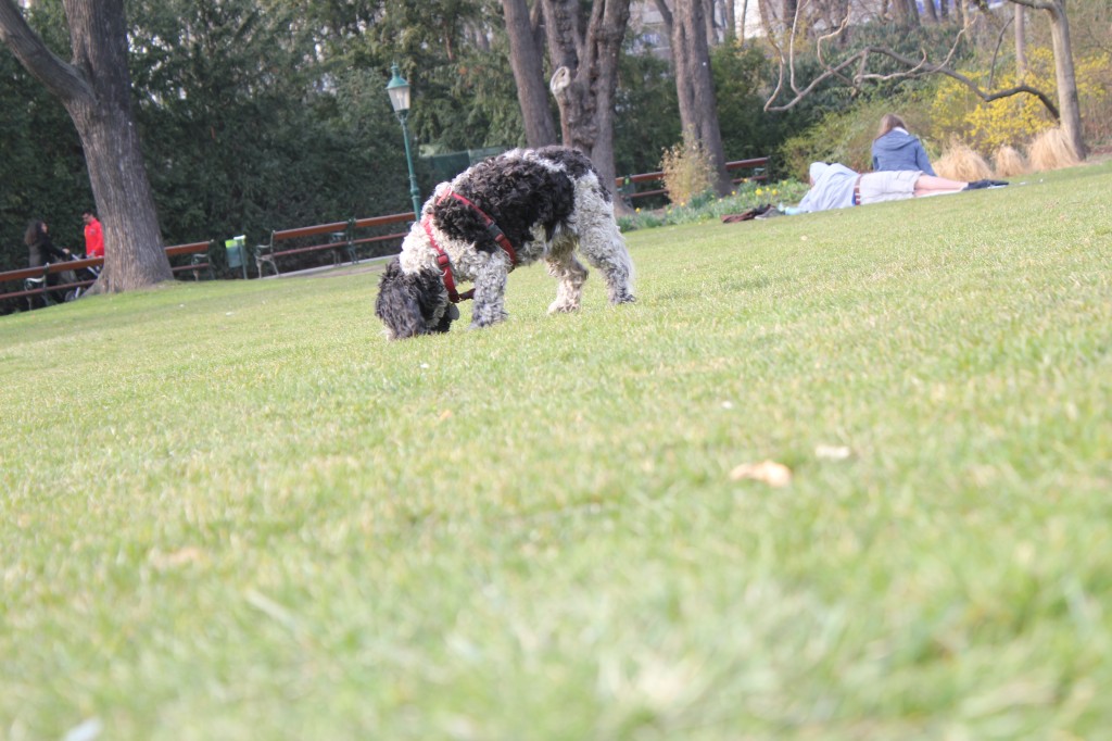 laying in the park