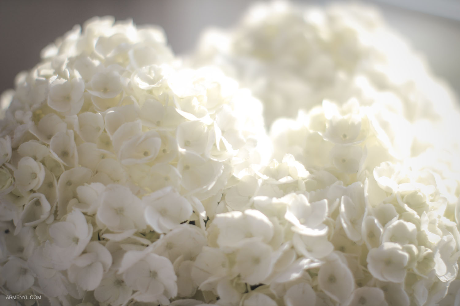 Hydrangea photo by Armenyl