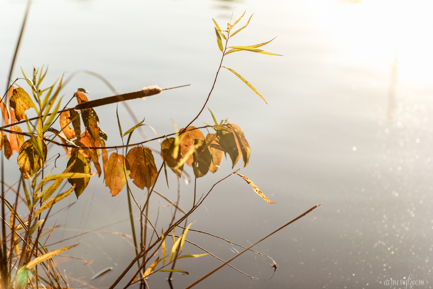 Fall in Maryland by Armenyl.com