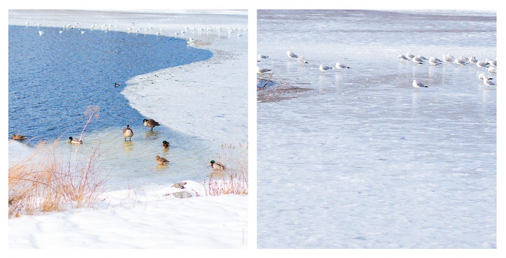 Frozen-Lake-Nature-by-Armenyl.comat  Centennial Park Ellicott city