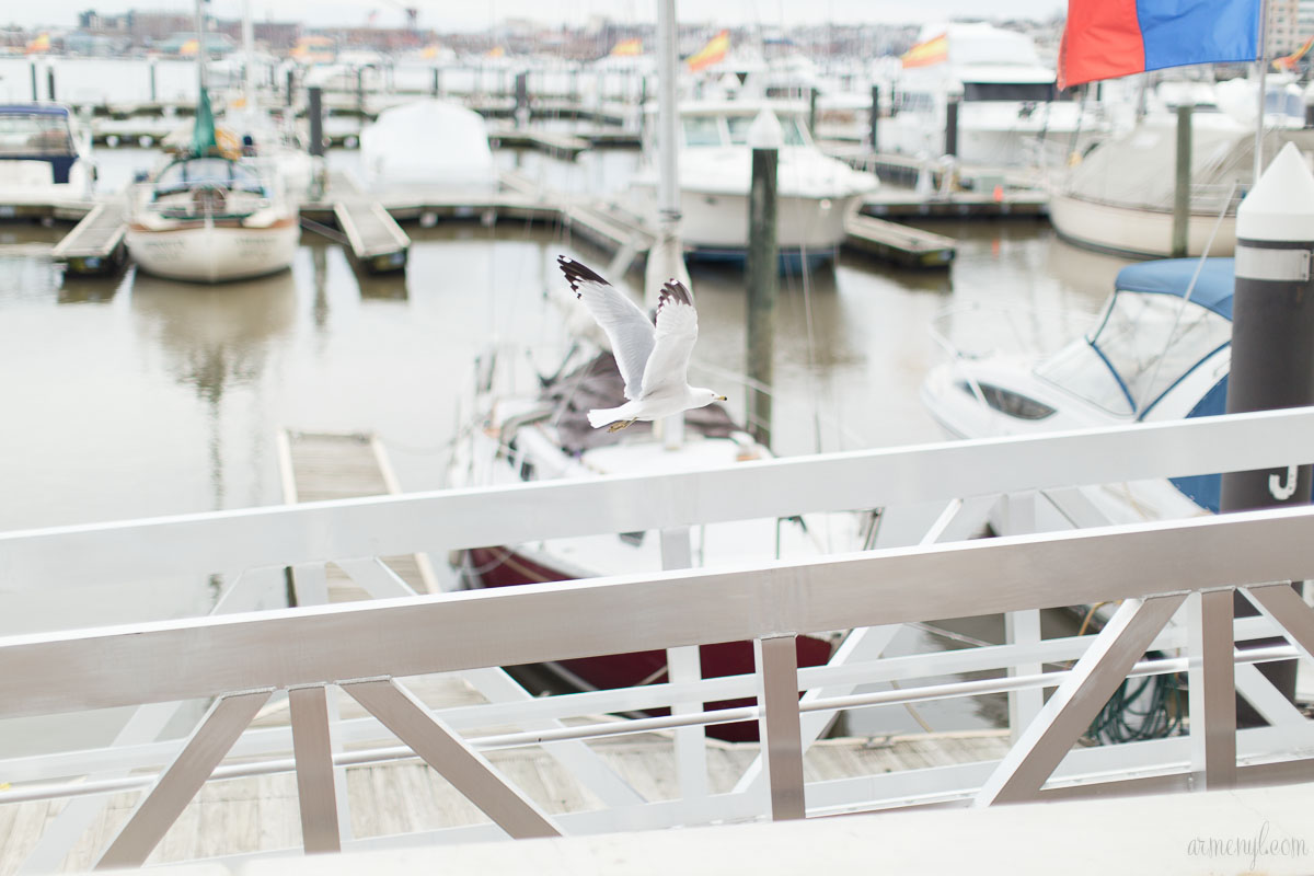 Boats and Birds Downtown Baltimore's inner harbor city Maryland USA photographed by Armenyl.com