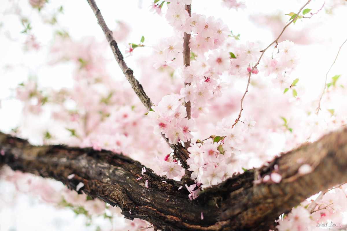 Flowers in bloom, spring season Photographed-by-Armenyl.com-3