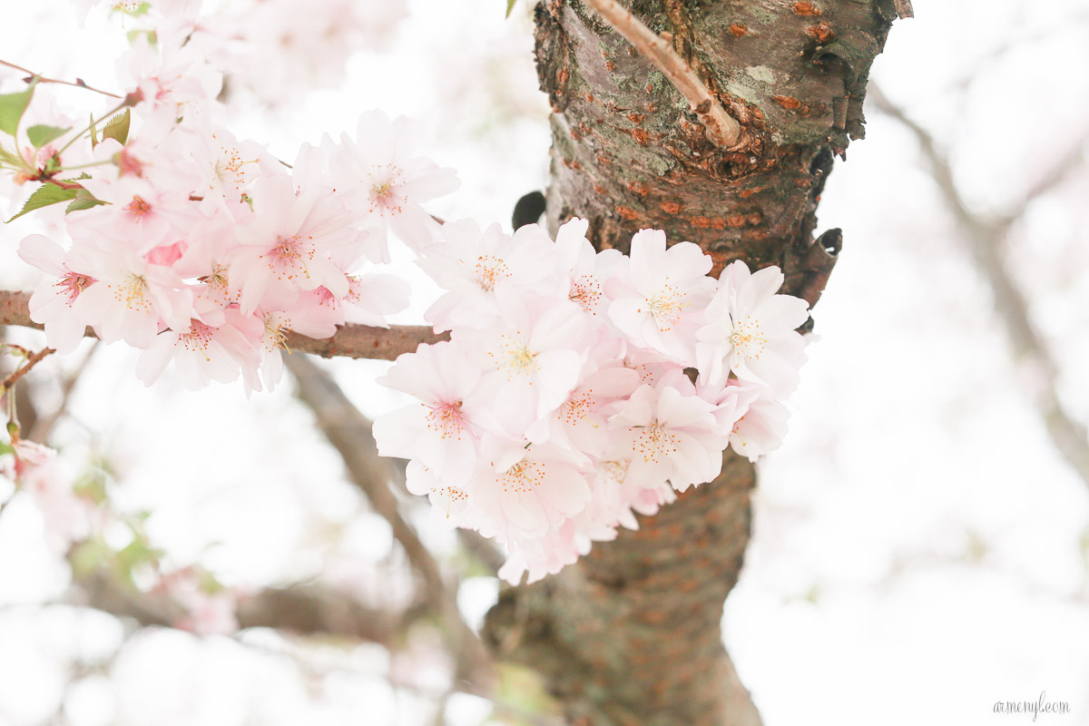 Flowers in bloom, spring season Photographed-by-Armenyl.com-4