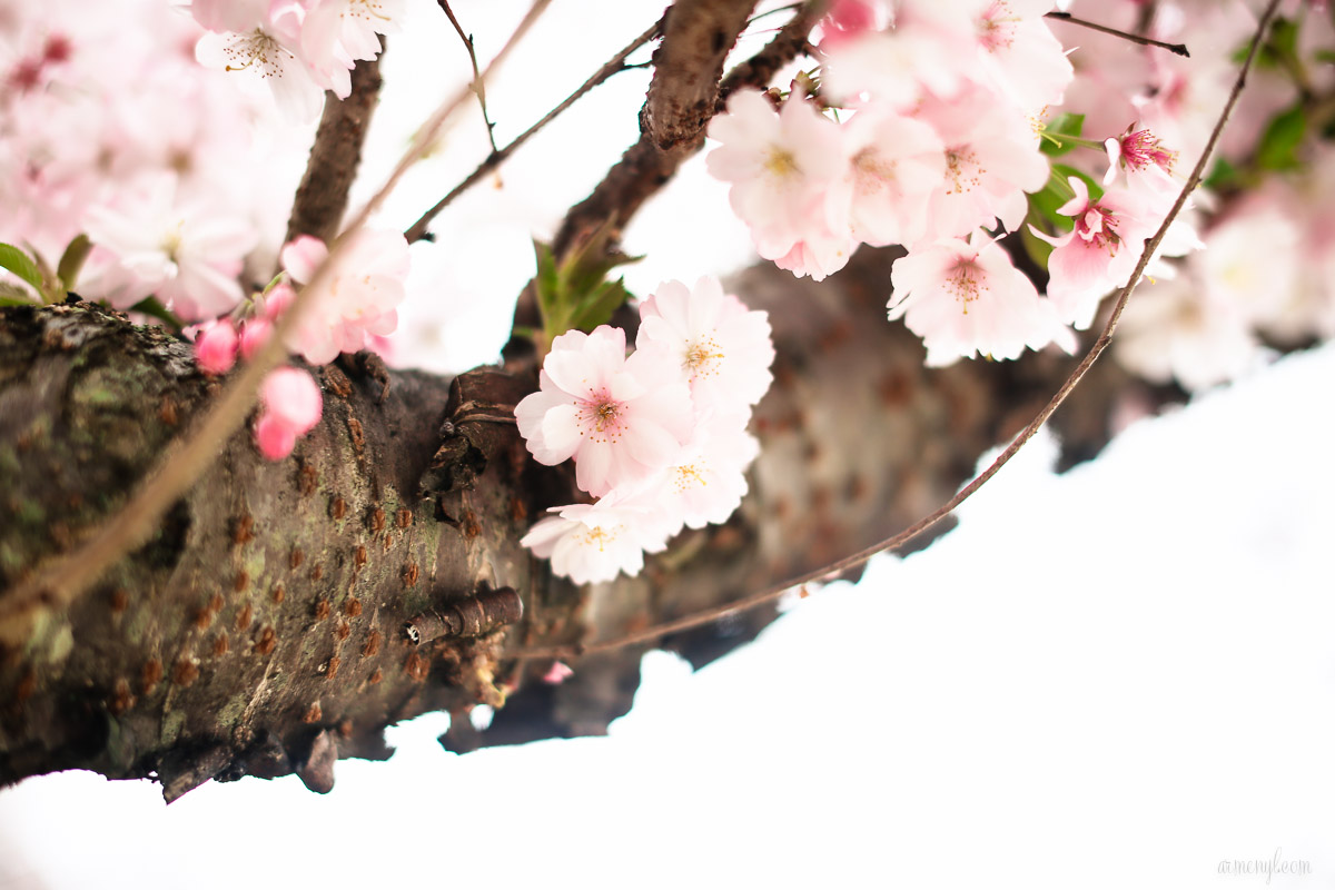 Flowers in bloom, spring season Photographed-by-Armenyl.com beauty