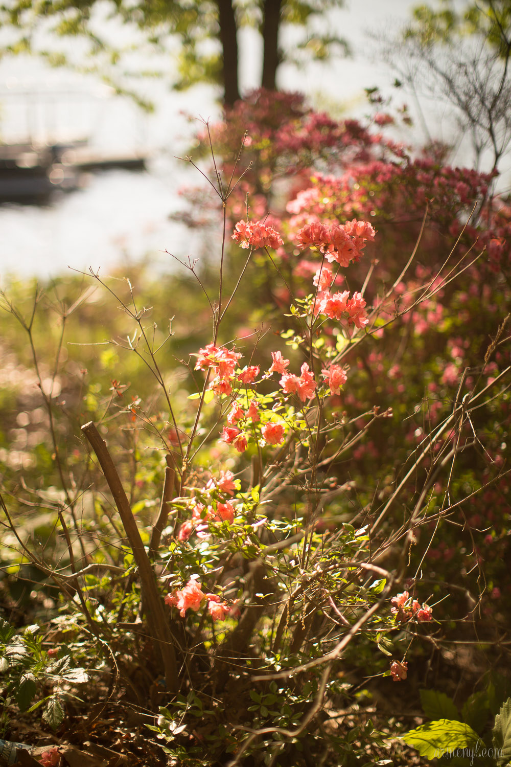 Brighton Azalea Garden, flowers & Trees in Maryland photography by Armenyl.com