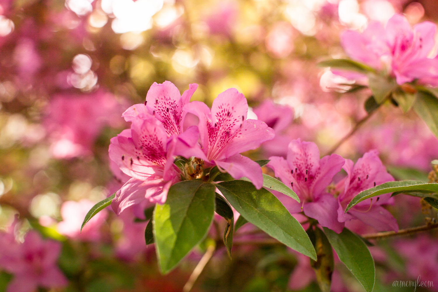 Brighton Azalea Garden, flowers & Trees in Maryland photography by Armenyl.com