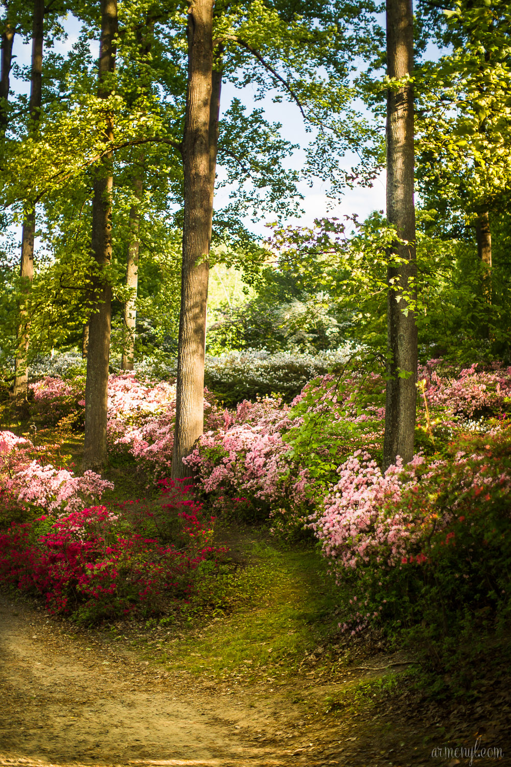 Brighton Azalea Garden, flowers in Maryland photography by Armenyl.com