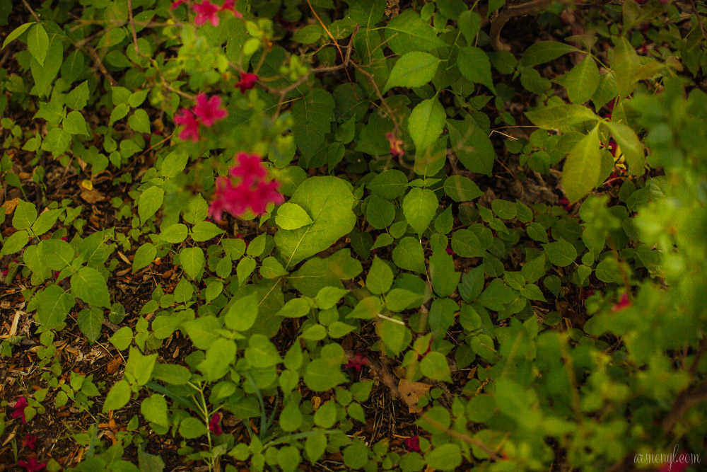 Brighton Azalea Garden, flowers & Trees in Maryland photography by Armenyl.com