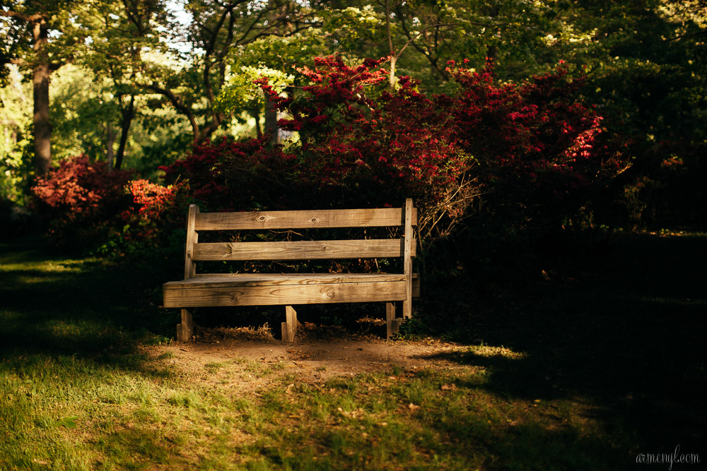 Brighton Azalea Garden, flowers & Trees in Maryland photography by Armenyl.com