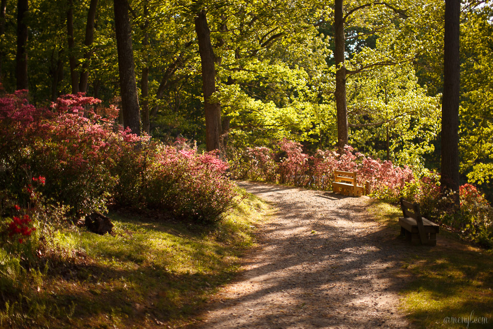 Brighton Azalea Garden photography by Armenyl.com-24