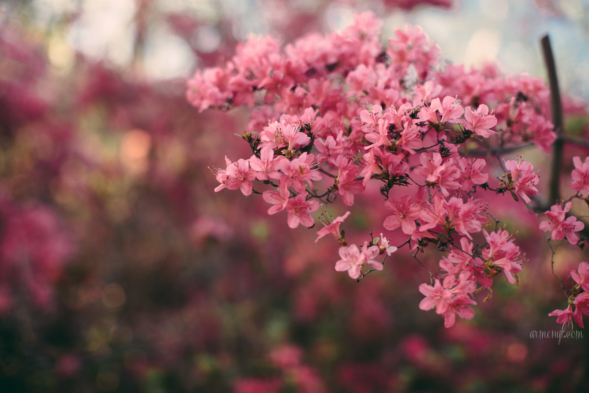 Brighton Azalea Garden, flowers & Trees in Maryland photography by Armenyl.com