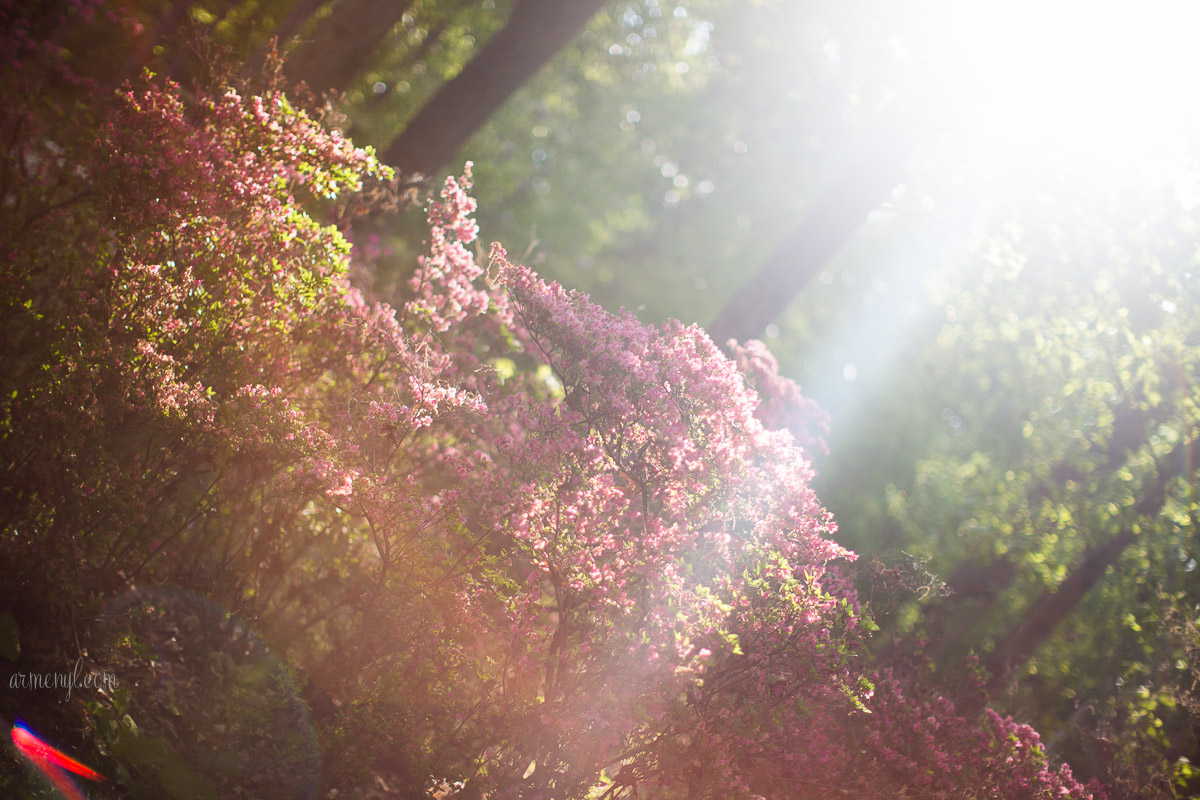 Brighton Azalea Garden, flowers & Trees in Maryland photography by Armenyl.com