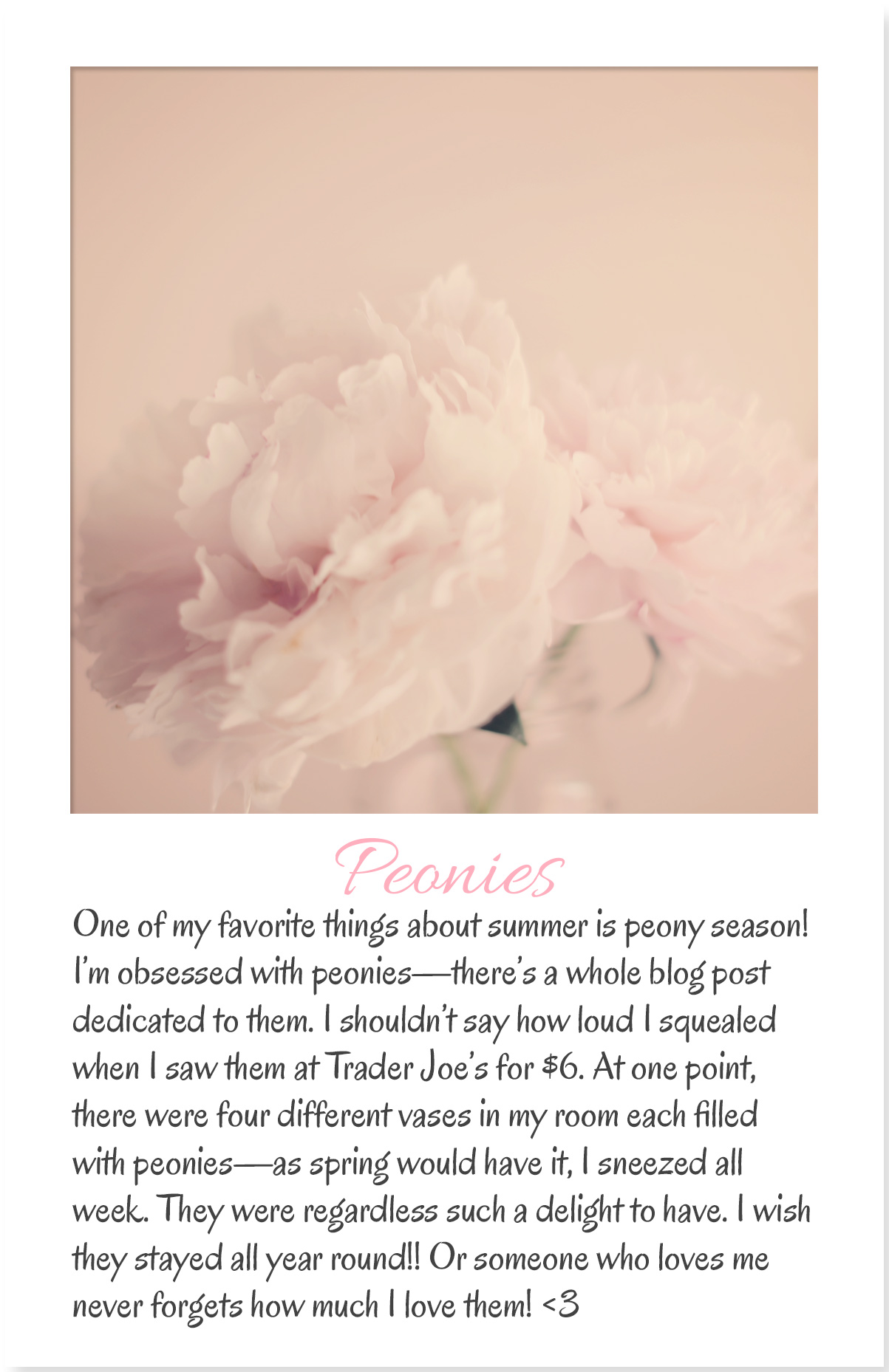 Armenyl's list and photographs of summer favorites, favorite flowers peonies by Armenyl.com