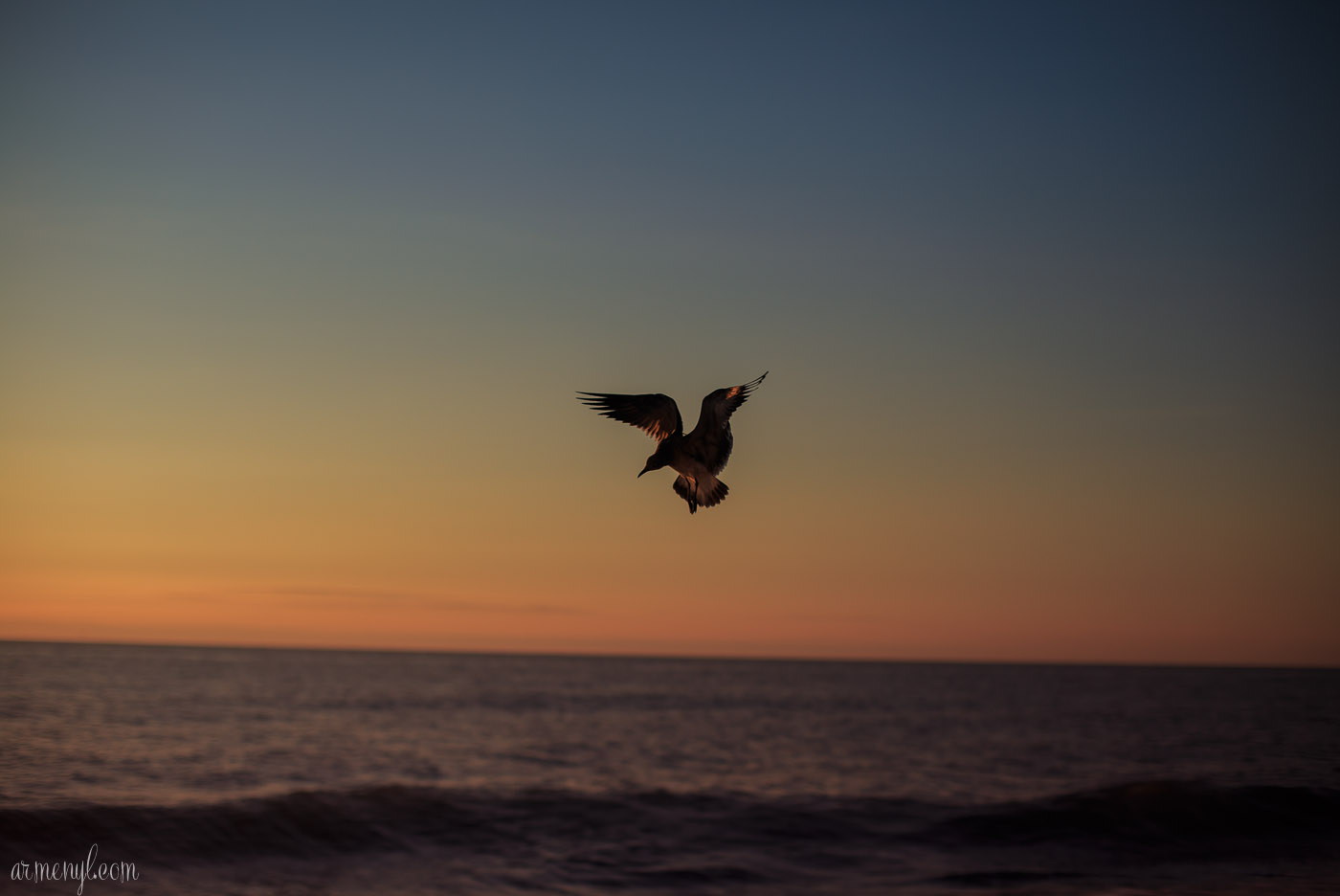 Bird in the Sky nature and sunrise photography by Armenyl.com