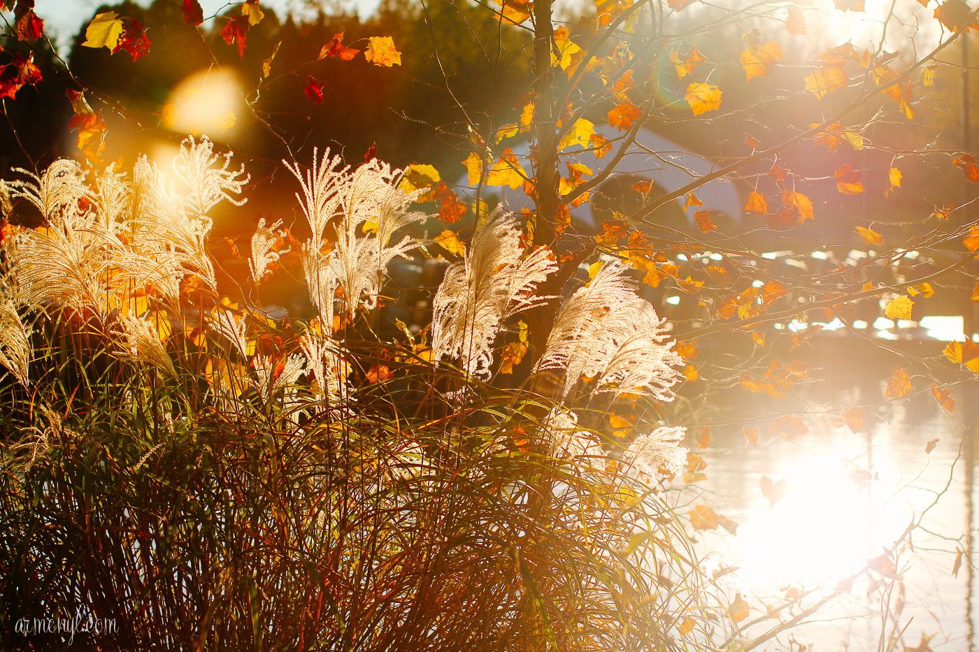 Fall in Maryland, Centennial Park Ellicott City MD photographed by Travel Photographer Armenyl.com