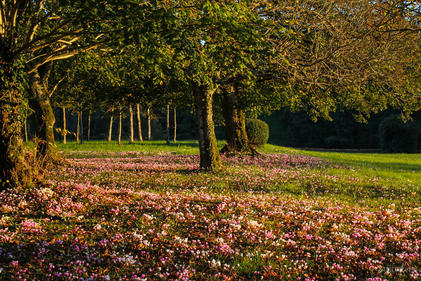 A fall afternoon in Limousin - a region in south-central France by Armenyl Travel photography