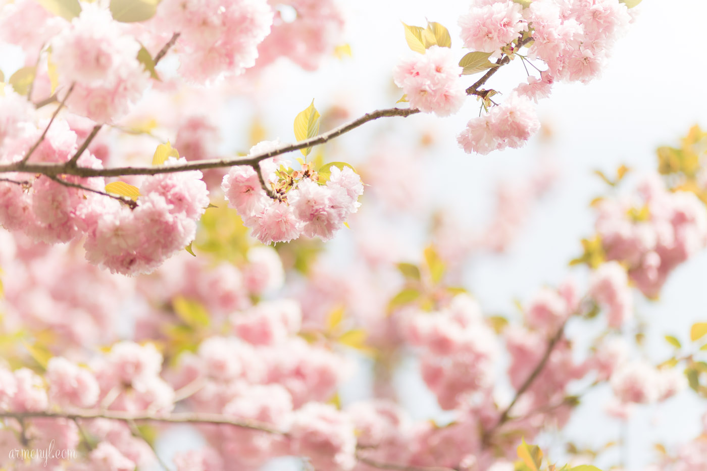 Cherry Blossom Trees in Ellicott City, Maryland by Armenyl.com