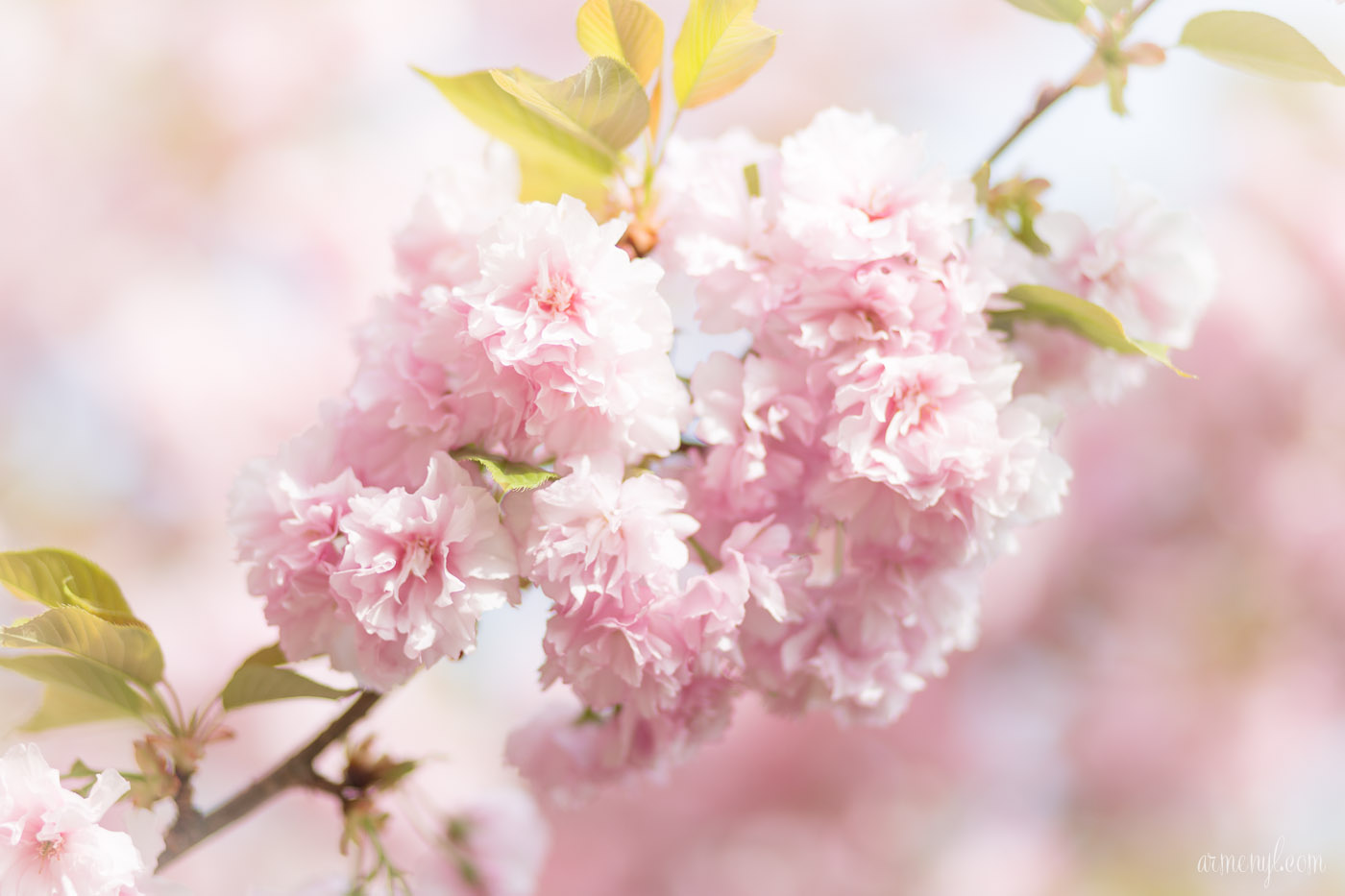 Cherry Trees in Ellicott City, Maryland by Armenyl.com