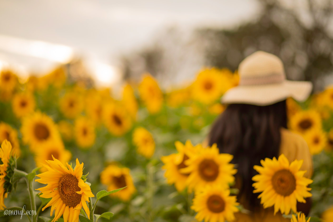 A fashion through travel Self Portrait series by Armenyl featuring the sunflower fields in Jarrettsville Maryland